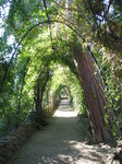 21170 Overgrown walkway.jpg